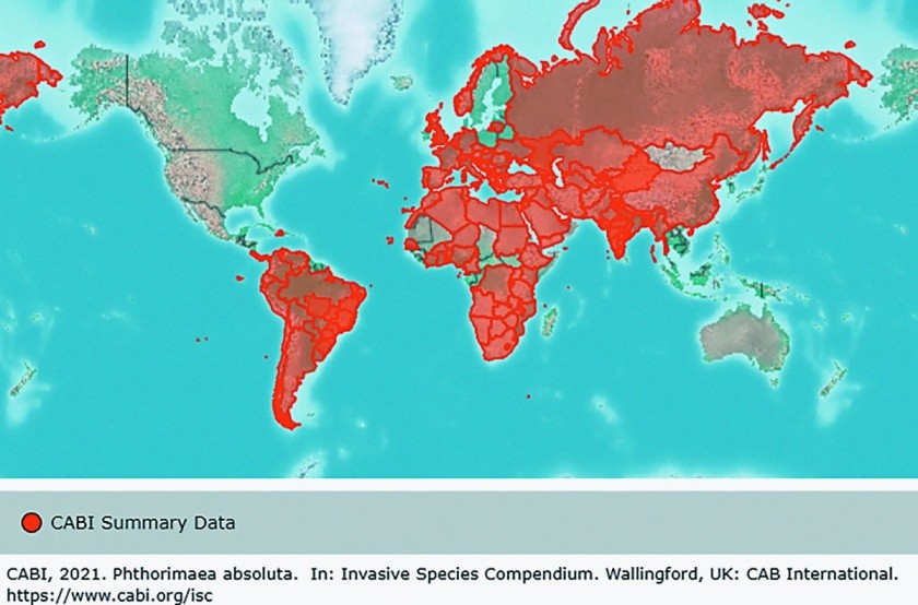 Рис. 1. Карта сучасного розповсюдження Tuta absoluta Meyr. в світі (помаранчевим виділено країни, в яких широко або обмежено поширений шкідник)