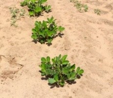 Арахіс на "Альошкінських пісках" (Херсонська пустеля). Є складнощі в роботі з піщаними грунтами в період вегетації, але як легко проводити збирання на такому грунті!