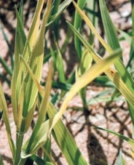 Нестача марганцю в озимої пшениці проявляється у вигляді блідо-жовтих смуг і коричневих плям на листках