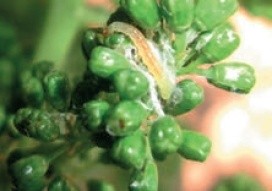 Гусениця гронової листовійки