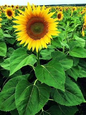 Рослини соняшнику на 14-й день після обробки препаратом Балій