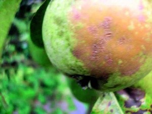 Пошкодження плодів яблуні внаслідок дії низьких температур  (заморозків)