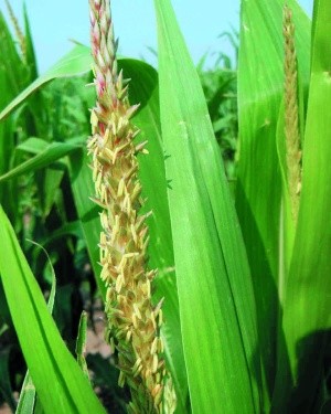 Цвітіння кукурудзяних гібридів у зоні Лісостепу України припадає на другу-третю декади липня