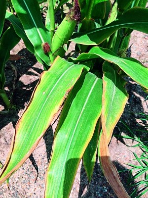 За нестачі калію краї листків кукурудзи жовтіють, засихають, наче від опіків