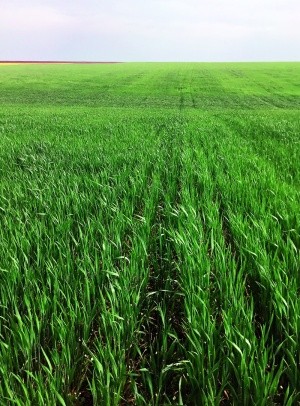 Посіви озимої пшениці на 30-ту добу після обробки Елатус® Ріа