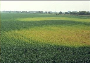 "Різнокольорова" пшениця теж може бути ознакою нерівномірного вмісту фосфору в грунті