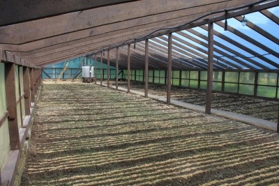 Плівкова теплиця для вирощування сіянців ялинки в Боярськівй ЛДС. На задньому плані - установка для розчинення добрив у поливній воді