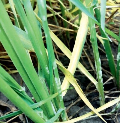 Борошниста роса на рослинах озимої пшениці