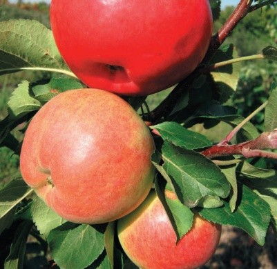 Колоноподібні яблуні займають досить мало місця в саду