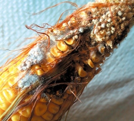 Скупчення випорожнень гусениць сприяє розвитку грибних хвороб
