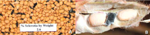 Рис 2. (A) Sclerotia S. sclerotiorum у зібраному врожаї та (B) заражені склероціями боби у стручку