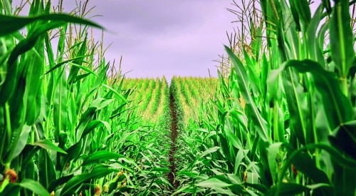 Кукурудзу не можна вирощувати абияк, культура має бути «нагодована» й доглянута