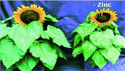 Нестача цинку на соняшнику (на листках утворюються хлоротичні плями, які знебарвлюються, утворюють некротичні ділянки)