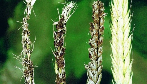 Тверда сажка — одна з найшкодочинніших хвороб, поширена практично у всіх зонах вирощування