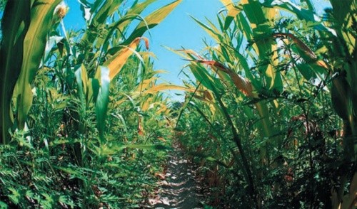 Забур’яненість кукурудзяного поля сприяє масовому розмноженню гусениць озимої та окличної совки