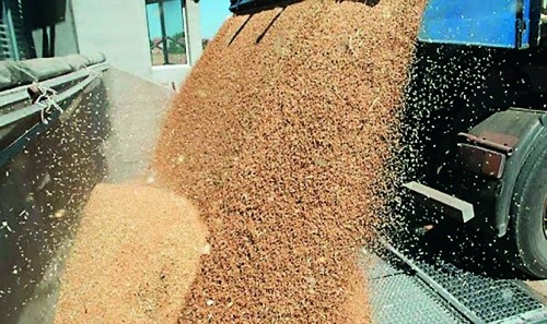 Видалення домішок за попереднього очищення зерна