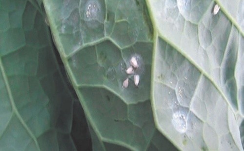 Заселеність капусти білоголової капустяною білокрилою