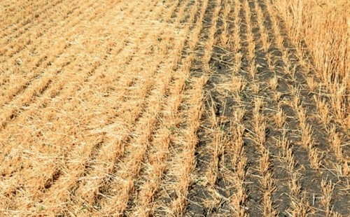 Мульчувальний обробіток ґрунту передбачає залишення на полі побічної продукції попередника