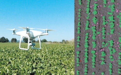 За використання дронів у сільському господарстві завжди важлива правильна професійна інтерпретація отриманих результатів і підготовка управлінських рекомендацій. На фото: зліва — пурпуровим кольором відзначено бур'яни в посівах цукрових буряків, праворуч — моніторинг посівів дроном зі спеціальними аграрними сенсорами (Robohub)