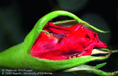 Некроз пелюсток на бутоні троянди, викликаний F. occidentalis Perg.