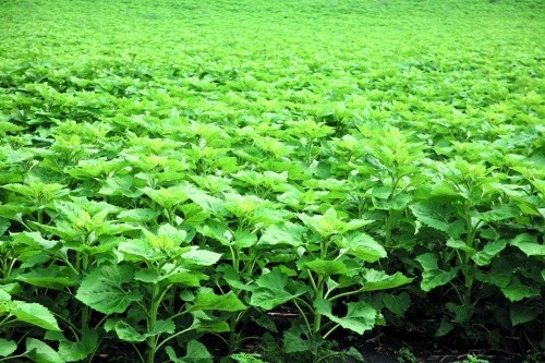 Оптимізація живлення сіркою покращує засвоєння рослинами азоту, збільшує вміст олії та підвищує врожай соняшнику