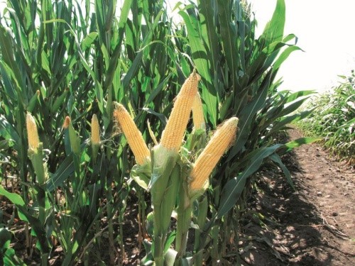 У фазі появи качанів рослина кукурудзи чутлива до дефіциту вологи