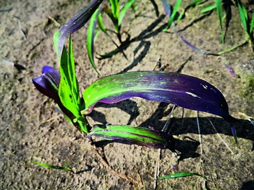 Прояв нестачі фосфору на кукурудзі