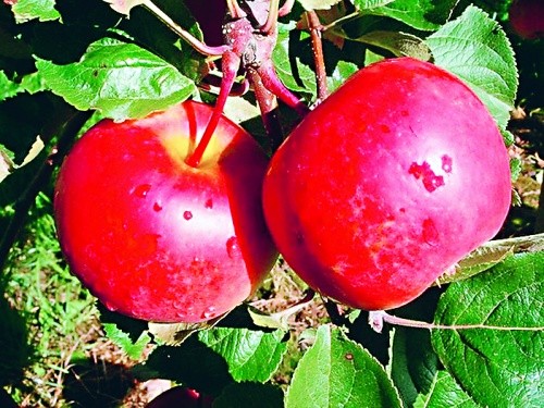Сорт яблуні Редфрі (кращий для споживання у свіжому вигляді)