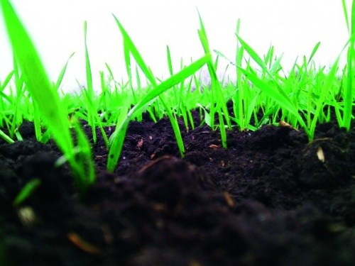 Восени озимим життєво необхідний баланс та співвідношення в ґрунті фосфору, калію, азоту