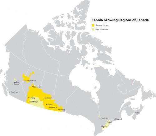 Основний ареал вирощування ріпаку в Канаді (джерело - Канадська рада з ріпаку)