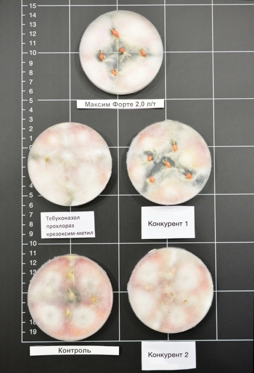 Рис. 1 Ефективність протруйників за штучного інокулювання живильного середовища грибами роду Fusarium