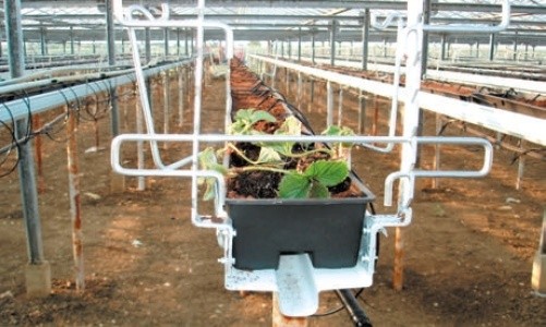 Ящики-контейнери з установленими крапельницями, підготовлені до садіння розсади