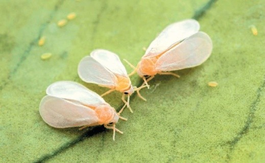 Імаго білокрилки — це ніжний мініатюрний метелик білого забарвлення. Попри це, за шкідливістю на овочевих культурах цей фітофаг посідає одне з перших місць